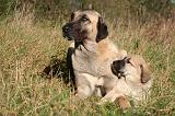 KANGAL 096
